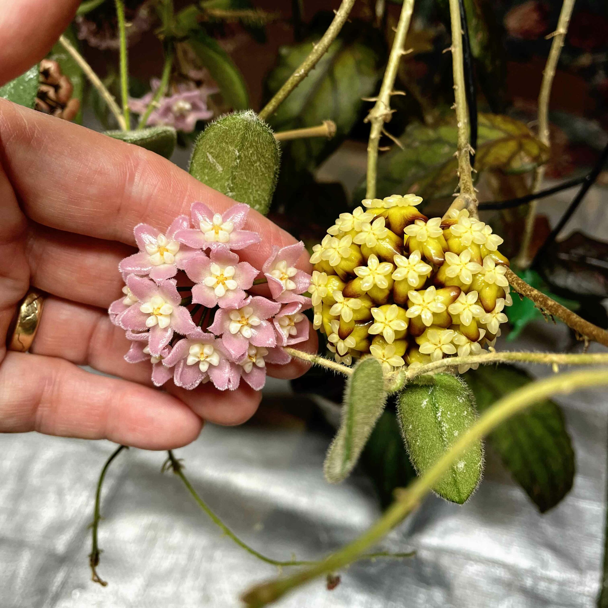 Hoya thomsonii and Hoya clemensiorum | Vermont Hoyas