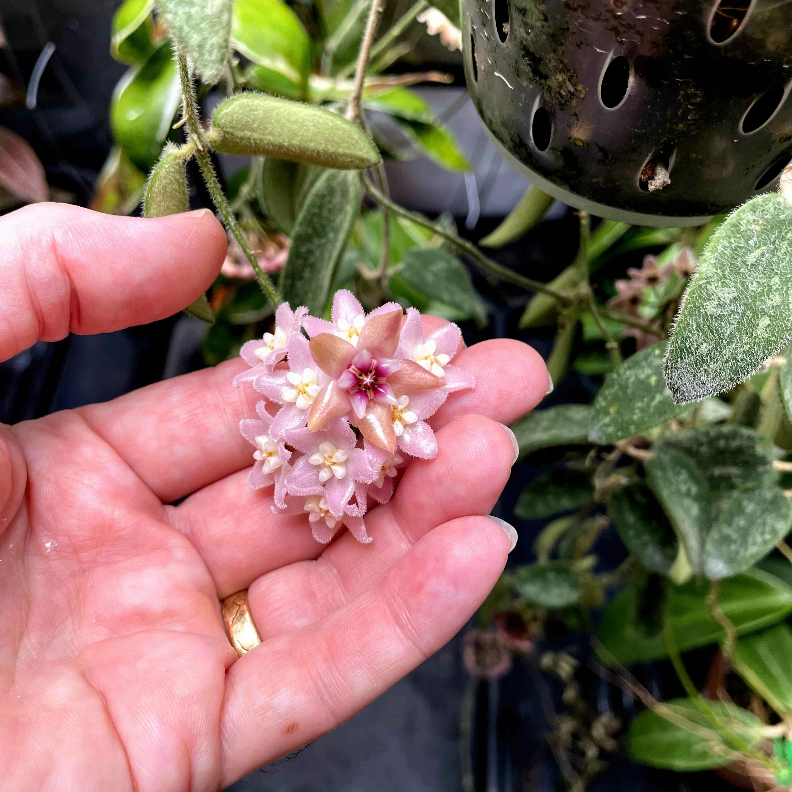 Hoya darwinii and Hoya thomsonii | Vermont Hoyas