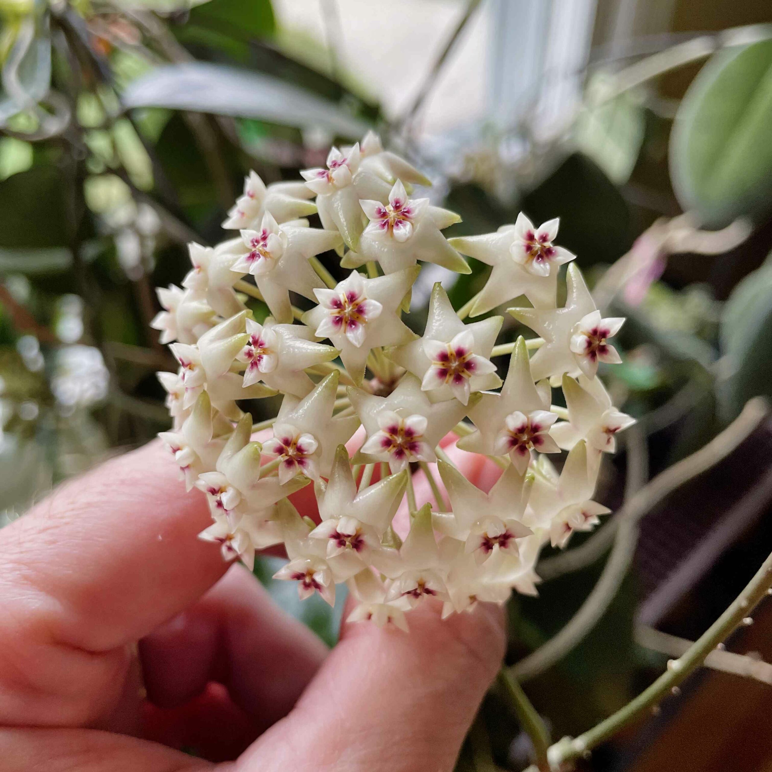 Hoya sp. Black Leaves EPC-301 Flowers on The Windowsill. | Vermont Hoyas