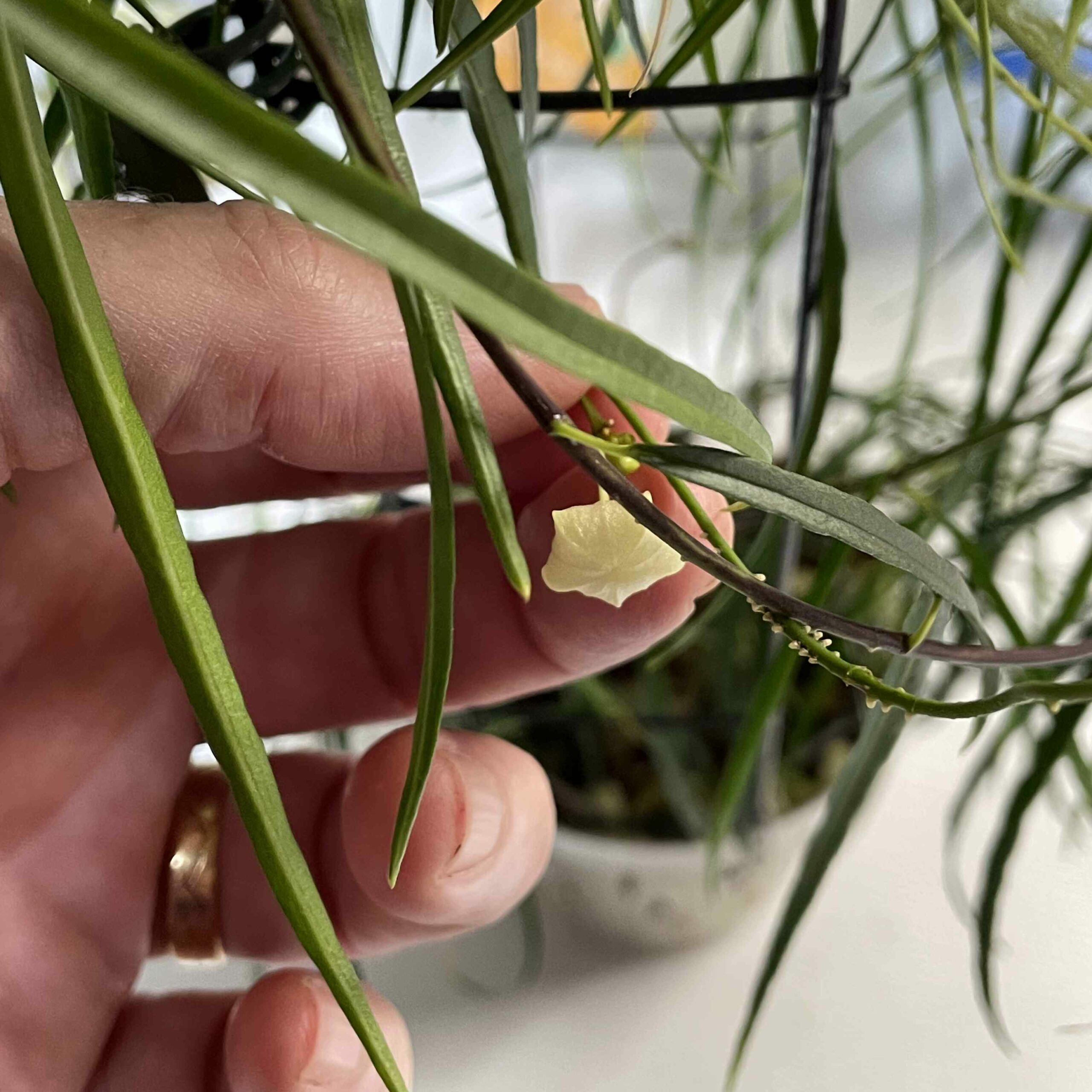 Hoya Stenophylla Is In Bud Again! 