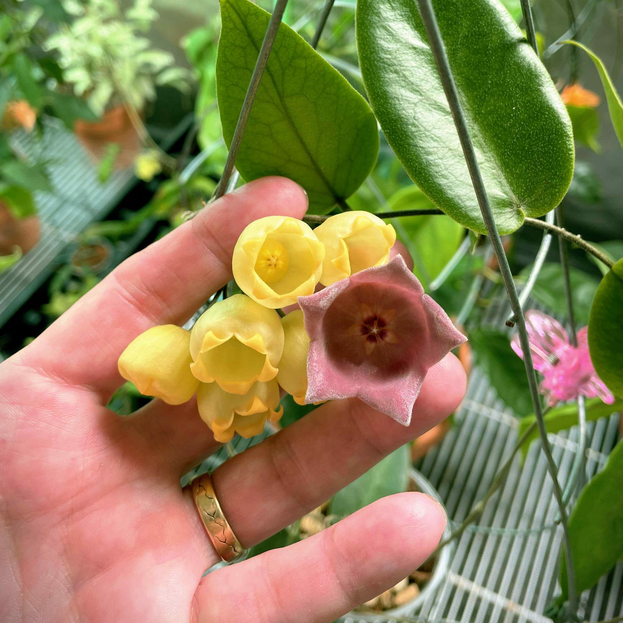 Hoya inflata and Hoya desvoeuxensis | Vermont Hoyas