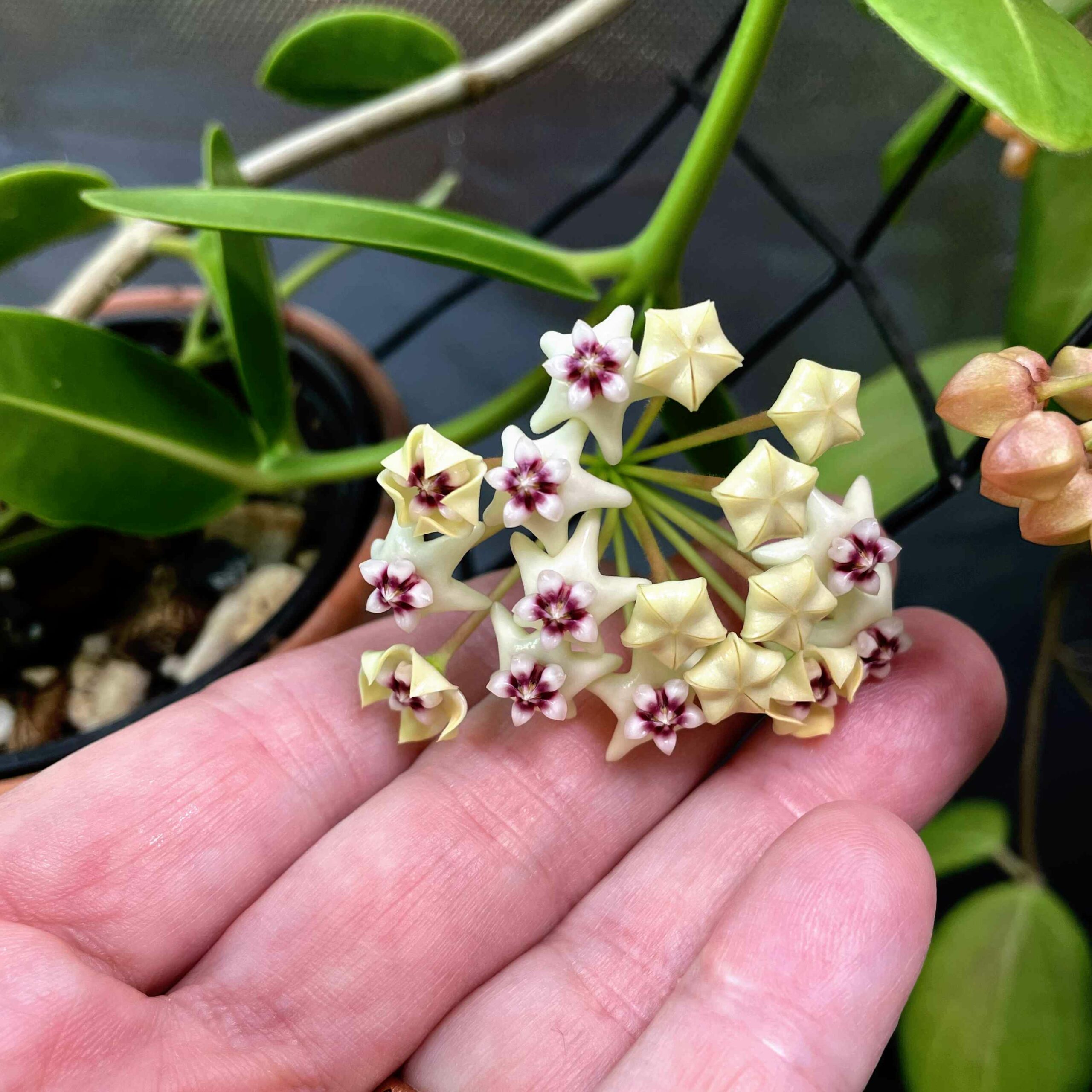 Hoya golamcoana Flowers For First Time in Quite A While | Vermont Hoyas