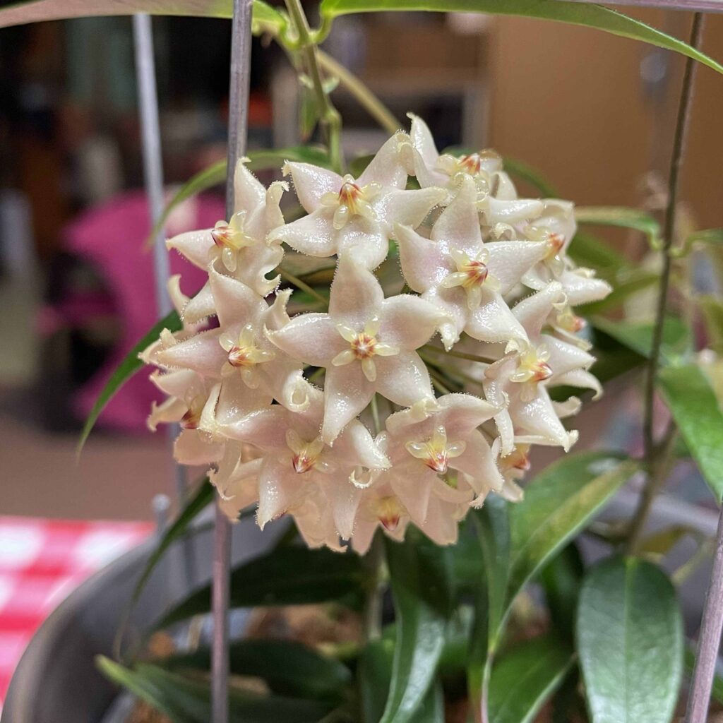 Hoya leucantha Is Known From Three Locations | Vermont Hoyas