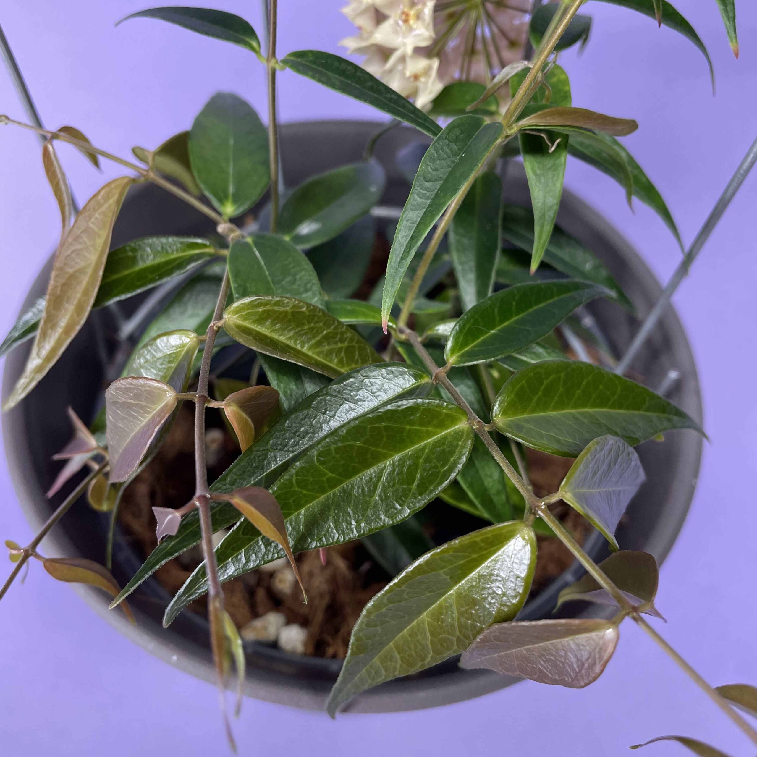 Growing Hoya leucantha Part One | Vermont Hoyas