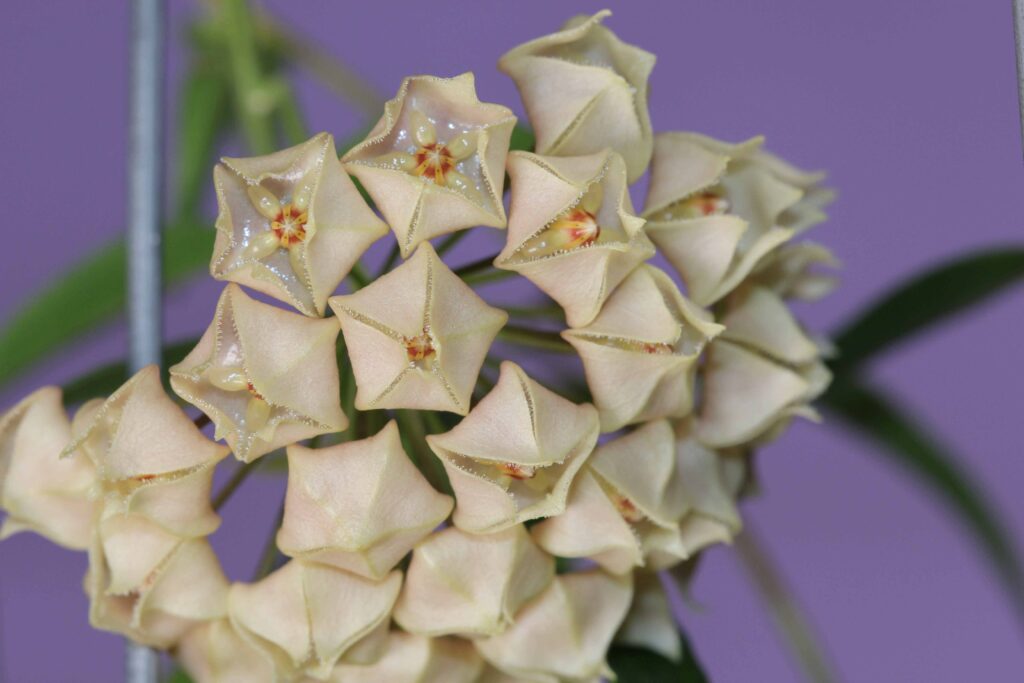 Growing Hoya leucantha Part Two | Vermont Hoyas