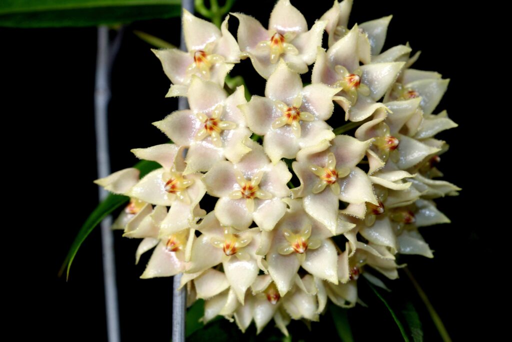 Growing Hoya leucantha Part Three | Vermont Hoyas