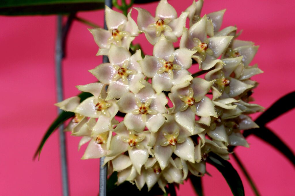 Hoya leucantha | Vermont Hoyas