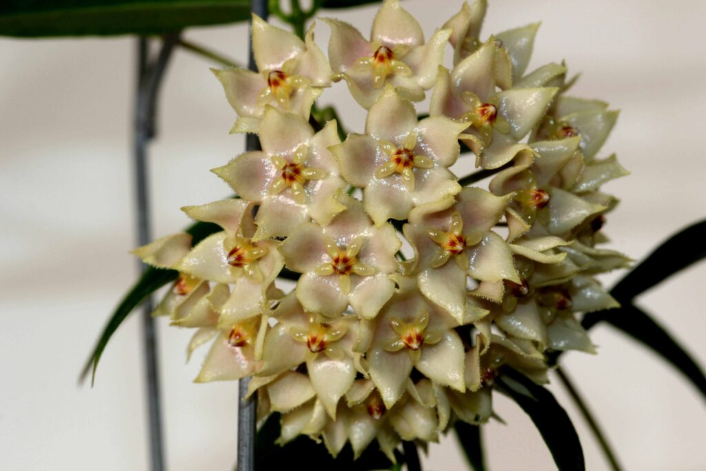 Hoya leucantha | Vermont Hoyas