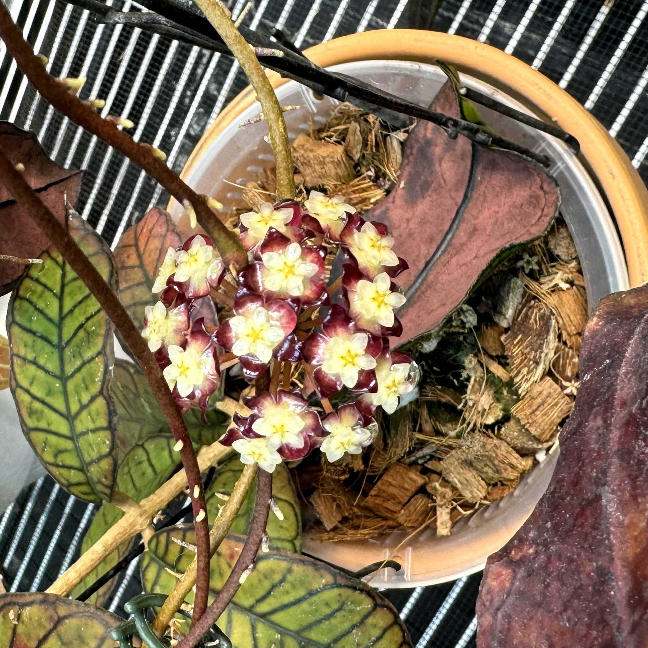 Hoya sp. Gunung Gading Doing Its Thing | Vermont Hoyas