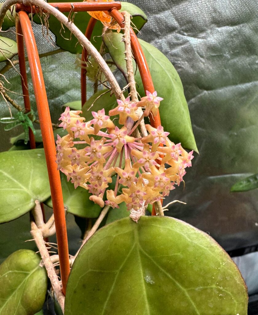 Hoya Seeds AH-02 Flowering Away | Vermont Hoyas