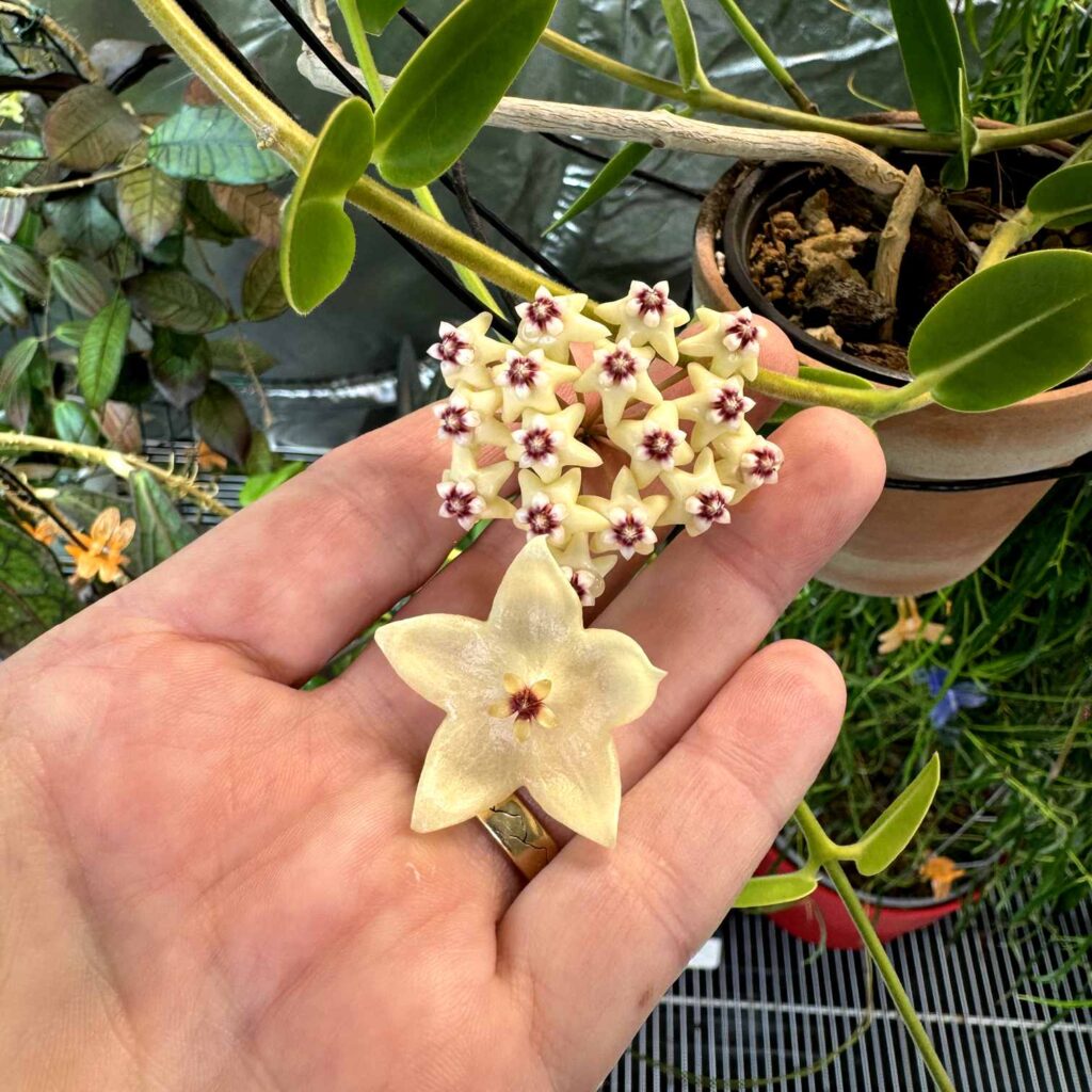 Hoya Golamcoana Meets Hoya Apoda | Vermont Hoyas