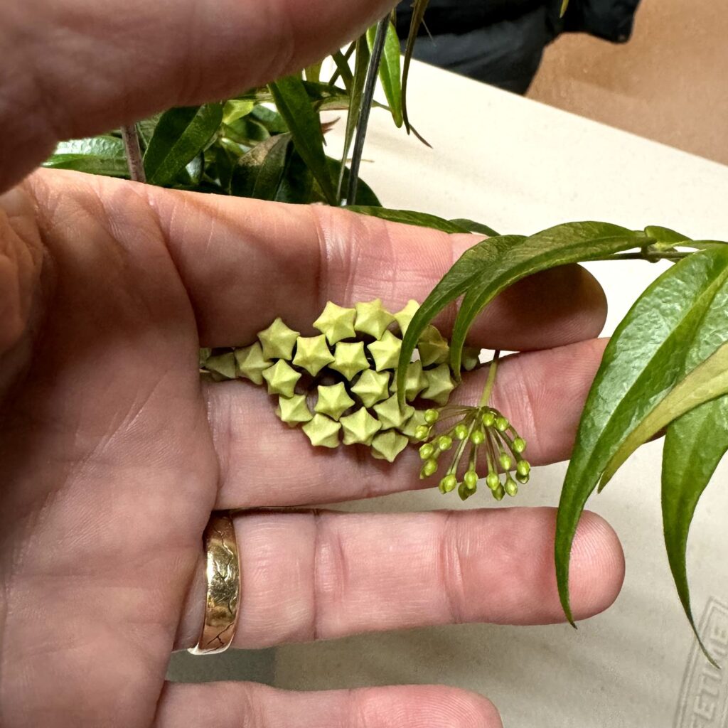 The Buds Of Hoya leucantha | Vermont Hoyas