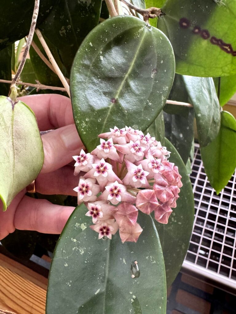 Hoya sp. Black Leaves EPC-301 Blooming On The Windowsill | Vermont Hoyas