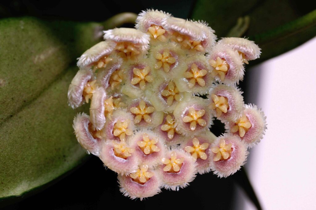 Close-up Of Flowers From Hoya nabawanensis | Vermont Hoyas