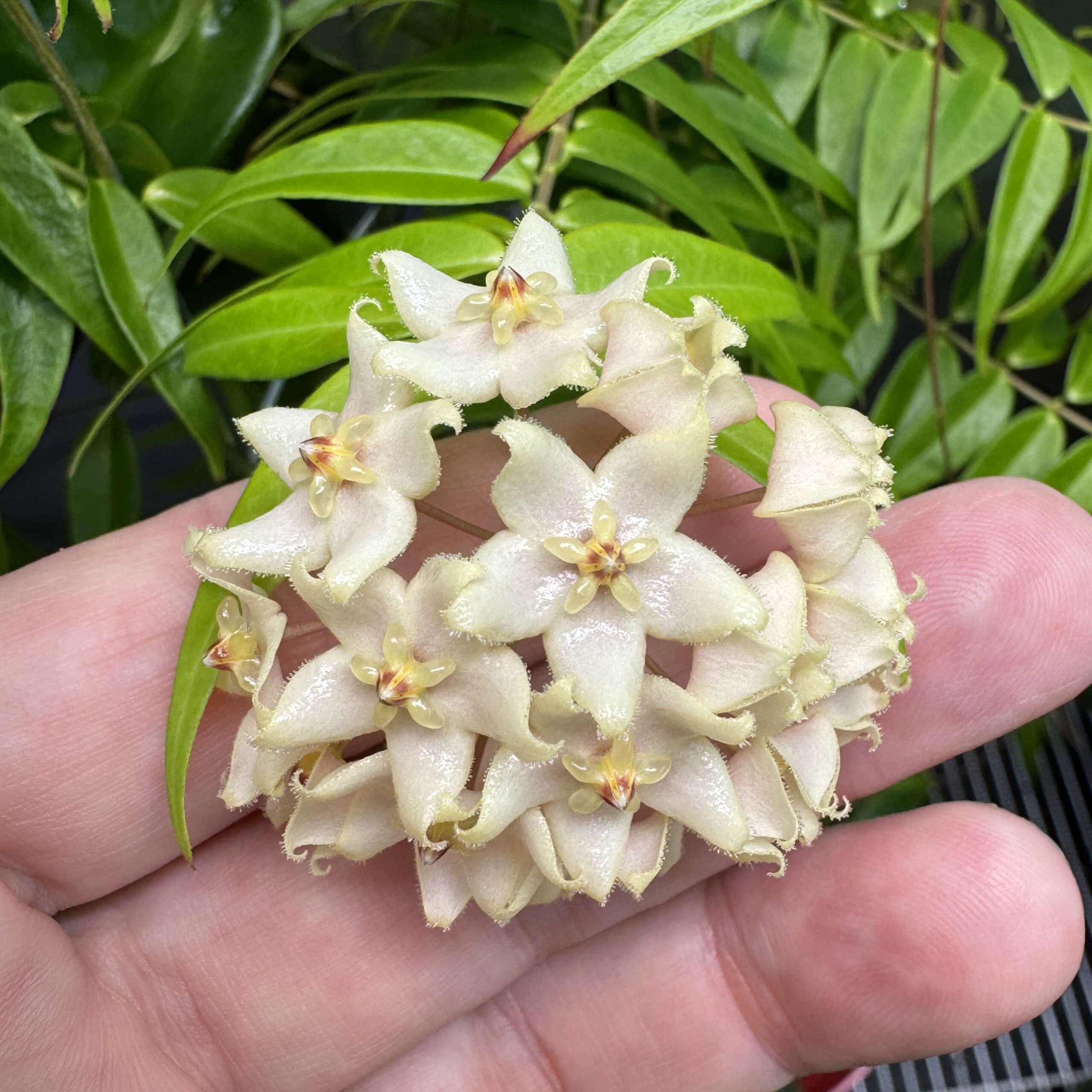 Hoya Polystachya (B) EXACT PHOTOS - popular Fully Rooted Rare Hoya