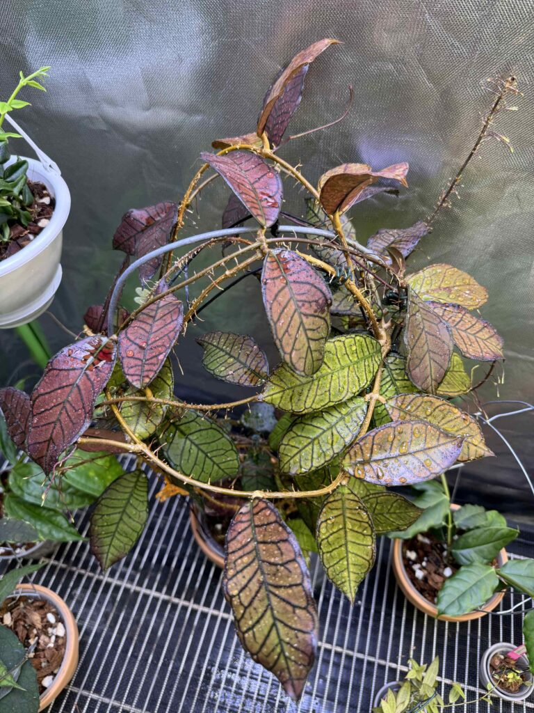 Hoya sp. Gunung Gading Looking Good! | Vermont Hoyas