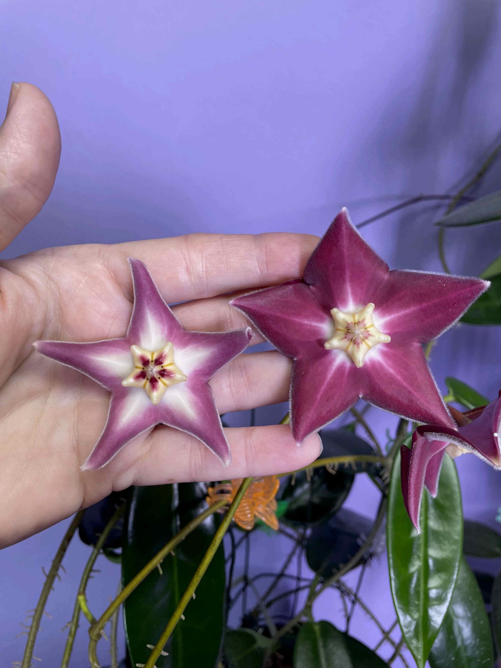 Yahoo!オークション - Hoya sp. Timika Central Papua 強い芳香